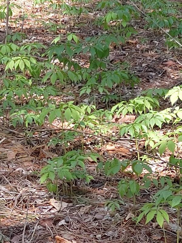 Resized_20200513_085402.jpg