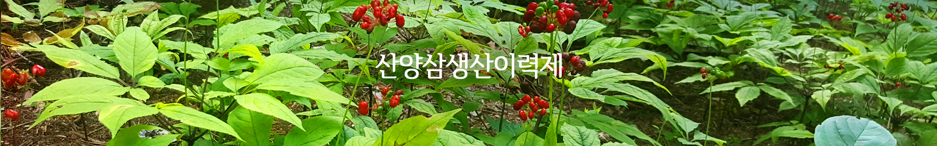 산양삼생산이력제