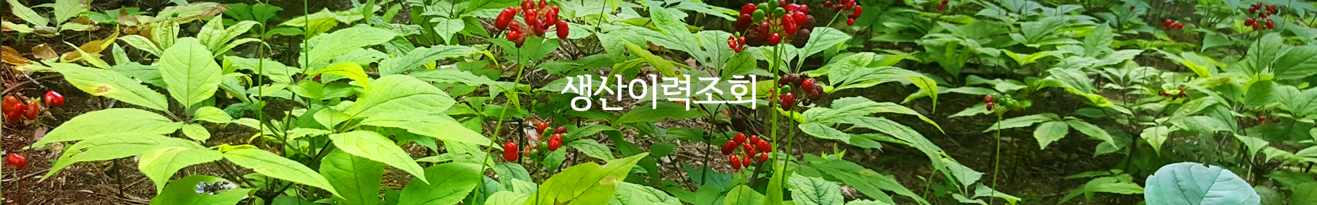 생산이력조회