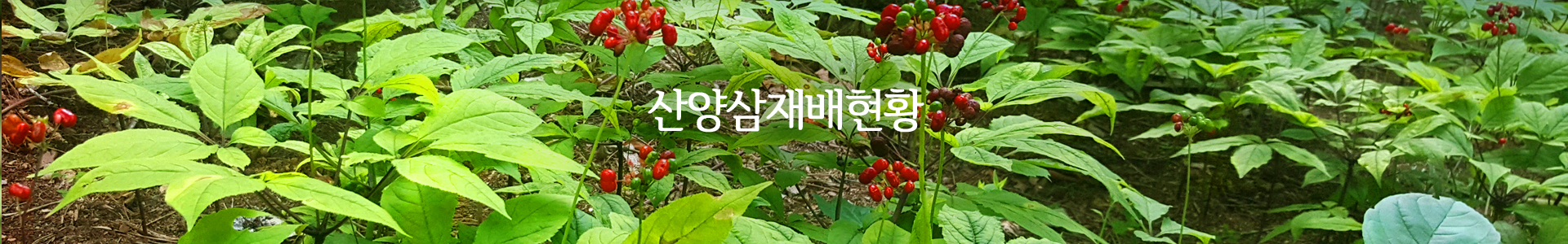 산양삼재배현황
