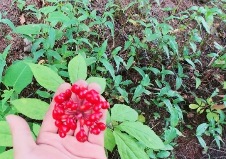 산양삼