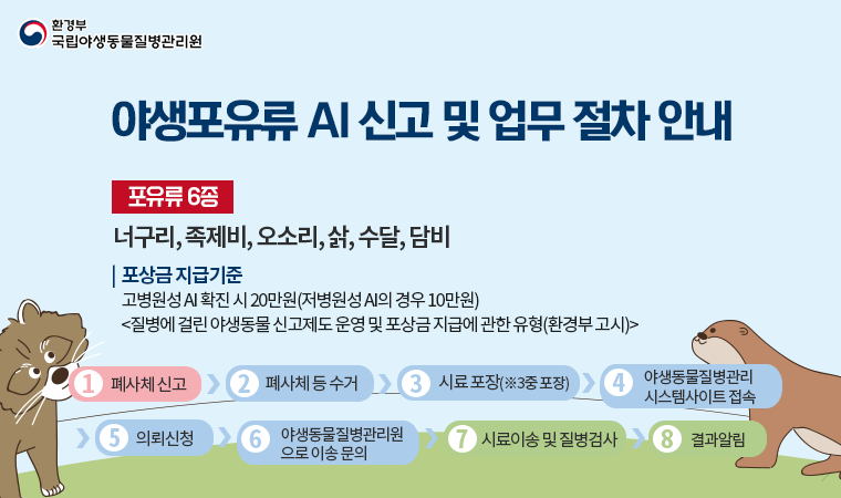 야생포유류 AI 신고 및 업무 절차 안내  [포유류 6종] 너구리, 족제비, 오소리, 삵, 수달, 담비 1.폐사체 신고 → 2.폐사체 등 수거 → 3.시료 포장(※3중 포장) →4.야생동물질병관리시스템 사이트 접속 → 5.의뢰신청 → 6.야생동물질병관리원으로 이송 문의 → 7. 시료이송 및 질병검사 → 8.결과 알림 포상금 지급기준 : 고병원성 AI 확진